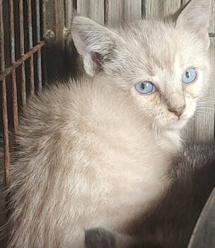 Freya -  Siamese Cat for Adoption in Fair Oaks, Indiana - Freya | PetCurious