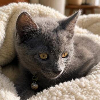 Russian Blue and Domestic Short Hair Cats Available for Adoption in Brea, California - Wario | PetCurious
