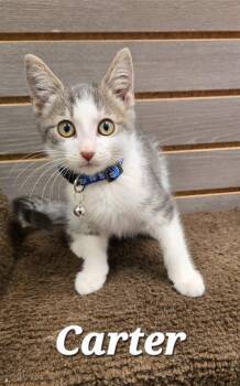 Carter -  Domestic Short Hair Cat for Adoption in Sidney, Ohio - Carter | PetCurious