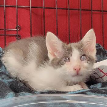 Leona -  Domestic Short Hair Cat for Adoption in Salt Lake City, Utah - Leona | PetCurious