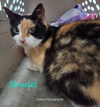 Rescue Domestic Short Hair Cats for Adoption in Cambridge, Maryland - Strudel | PetCurious