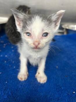 Ross -  Domestic Short Hair Cat for Adoption in Hartsville, South Carolina - Ross | PetCurious