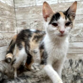 Brekkie -  Domestic Short Hair Cat for Adoption in Lexington, Kentucky - Brekkie | PetCurious