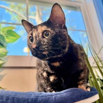 Domestic Short Hair and Tortoiseshell Cats Available for Adoption - Bella Hadid | PetCurious