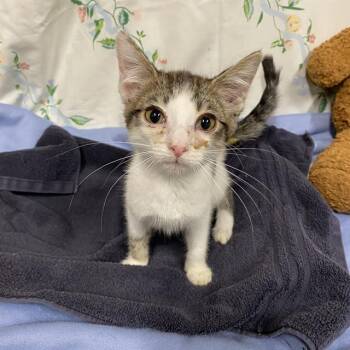 A611112 -  Domestic Short Hair Cat for Adoption in Modesto, California - A611112 | PetCurious