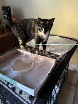 Rescue Calico Cats for Adoption in Miami, Florida - COURTESY POST: Loli | PetCurious