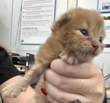 Rescue Domestic Short Hair Cats for Adoption in Dallas, Texas - TATER | PetCurious