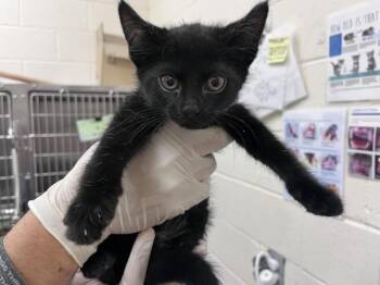 PHI -  Domestic Short Hair Cat for Adoption in Santa Fe, New Mexico - PHI | PetCurious