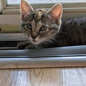 Rescue Domestic Short Hair Cats for Adoption in Little Mountain, South Carolina - Glory | PetCurious