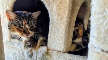 Cali -  Domestic Short Hair Cat for Adoption in Newtown Square, Pennsylvania - Cali | PetCurious