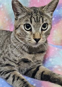 Oscar - Rancho Cucamonga PetSmart -  Domestic Short Hair Cat for Adoption in Yorba Linda, California - Oscar - Rancho Cucamonga PetSmart | PetCurious