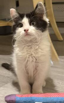 Chayse - BONDED PAIR -  Domestic Long Hair Cat for Adoption in Naugatuck, Connecticut - Chayse - BONDED PAIR | PetCurious
