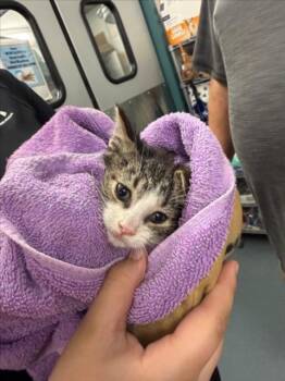 Domestic Short Hair Cats Available for Adoption in Woodland, California - JOHN DEERE | PetCurious