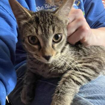 Domestic Short Hair Cats Available for Adoption - Justice Light | PetCurious