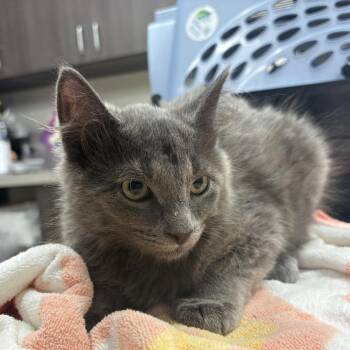 Curly -  Domestic Medium Hair Cat for Adoption in Oak Park, Illinois - Curly | PetCurious