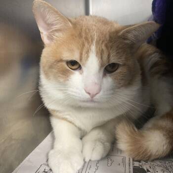 Tums -  Domestic Short Hair Cat for Adoption in Chicago, Illinois - Tums | PetCurious