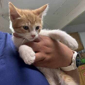 Bacon -  Domestic Medium Hair Cat Available for Adoption in Leander, Texas - Bacon | PetCurious