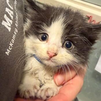 Zebra -  Domestic Medium Hair Cat for Adoption in Chattanooga, Tennessee - Zebra | PetCurious