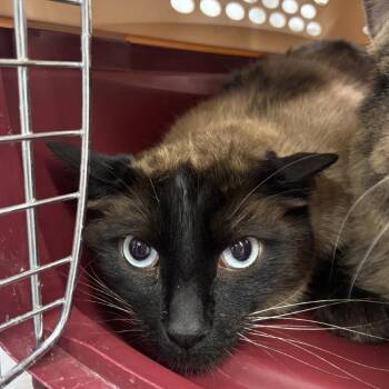 Domestic Short Hair Cats Available for Adoption in Spokane, Washington - Theo | PetCurious