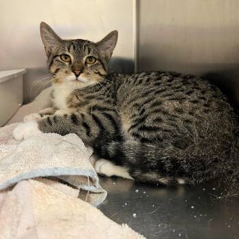 Benny -  Domestic Short Hair Cat for Adoption in Lindon, Utah - Benny | PetCurious