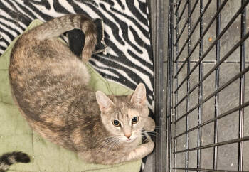Rescue Domestic Short Hair Cats for Adoption in St. Cloud, Minnesota - Maxine | PetCurious
