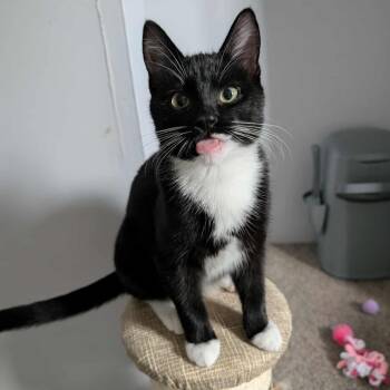 Rescue Domestic Short Hair Cats for Adoption in Eagle Mountain, Utah - Nyx Bridges | PetCurious
