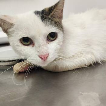 Golden -  Domestic Short Hair Cat for Adoption in Charleston, West Virginia - Golden | PetCurious