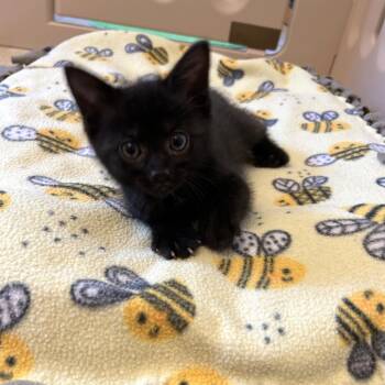 Domestic Short Hair Cats Available for Adoption in Bel Air, Maryland - Nettle | PetCurious
