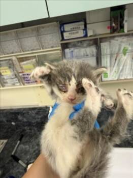 *MERLIN -  Domestic Short Hair Cat for Adoption in Woodland, California - *MERLIN | PetCurious