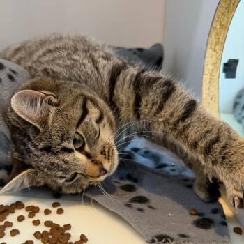 Gritz -  Domestic Short Hair Cat for Adoption in Chattanooga, Tennessee - Gritz | PetCurious