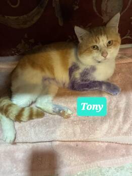 Domestic Short Hair Cats Available for Adoption in Dyersburg, Tennessee - Tony | PetCurious