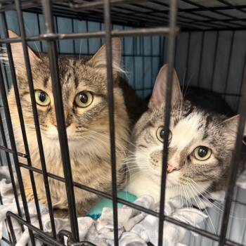 Cosmic -  Domestic Long Hair Cat for Adoption in Normal, Illinois - Cosmic | PetCurious