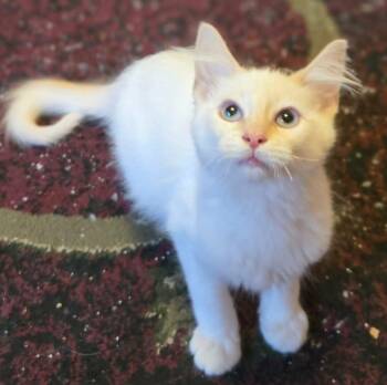 Whitey (In Foster) -  Domestic Medium Hair Cat for Adoption in Watertown, Wisconsin - Whitey (In Foster) | PetCurious