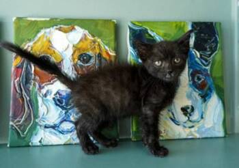 Smoke -  Domestic Short Hair Cat for Adoption in San Antonio, Texas - Smoke | PetCurious
