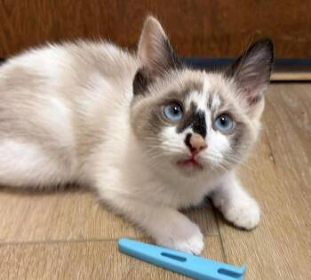 Siamese Cats Available for Adoption in Larkfield-wikiup, California - Daffodil | PetCurious