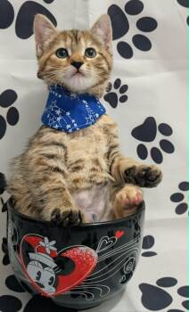 River -  Domestic Short Hair Cat for Adoption in Chesapeake Beach, Maryland - River | PetCurious
