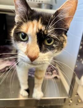 MILLIE -  Domestic Medium Hair Cat for Adoption in Kalamazoo, Michigan - MILLIE | PetCurious