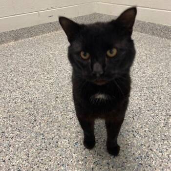 Domestic Short Hair Cats Available for Adoption - Heathcliff | PetCurious