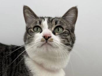 Domestic Short Hair Cats Available for Adoption in Portland, Oregon - Dani | PetCurious