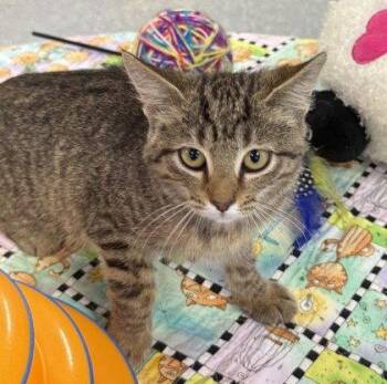 Tiresias -  Domestic Short Hair Cat for Adoption in Midland, Virginia - Tiresias | PetCurious