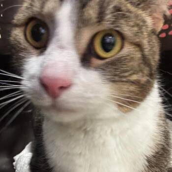 Tax Collector -  Domestic Short Hair Cat for Adoption in York, Pennsylvania - Tax Collector | PetCurious