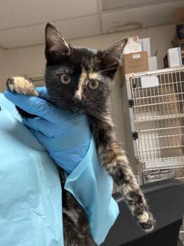 Domestic Short Hair Cats Available for Adoption - Violet | PetCurious