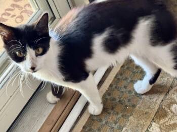 Cookie -  Domestic Medium Hair Cat for Adoption in Wilmington, North Carolina - Cookie | PetCurious