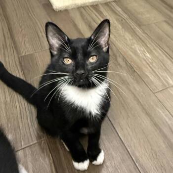 Pancho -  Domestic Short Hair Cat for Adoption in Houston, Texas - Pancho | PetCurious