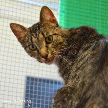 Domestic Short Hair Cats Available for Adoption in Cheyenne, Wyoming - Jane | PetCurious