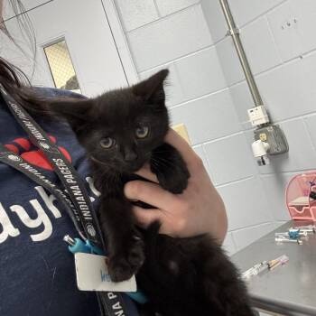 Tamara -  Domestic Short Hair Cat for Adoption in Indianapolis, Indiana - Tamara | PetCurious