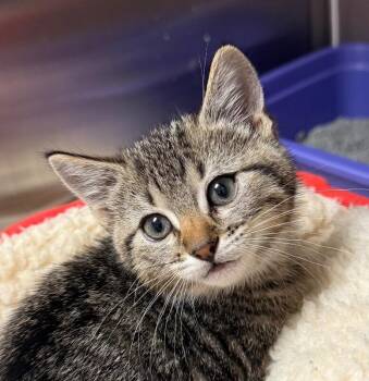 Domestic Short Hair Cats Available for Adoption in Yankton, South Dakota - Keeta | PetCurious