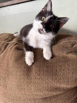 Tiltz -  Domestic Short Hair Cat for Adoption in Adrian, Michigan - Tiltz | PetCurious