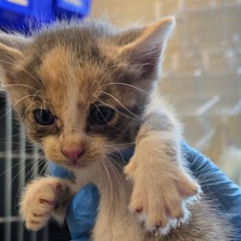 Inara -  Domestic Short Hair Cat for Adoption in Council Bluffs, Iowa - Inara | PetCurious