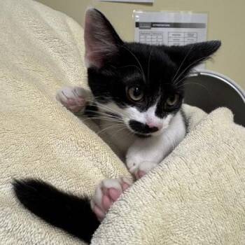 Landslide -  Domestic Short Hair Cat for Adoption in Richmond, Virginia - Landslide | PetCurious